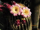 Golden Saguaro